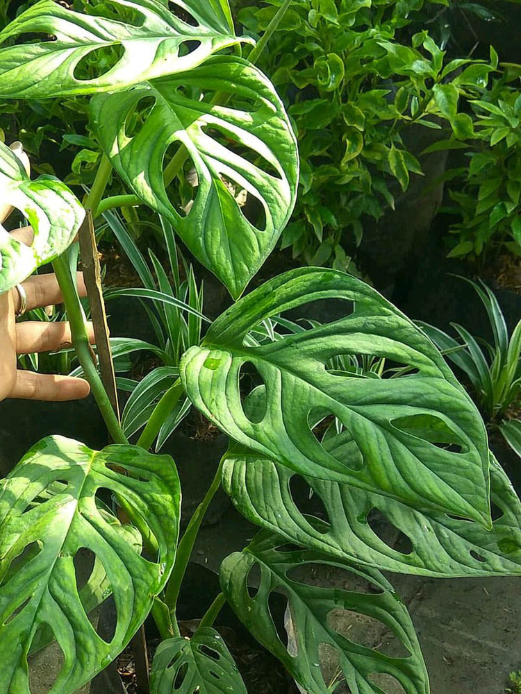 Philodendron Broken Heart