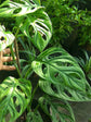 Philodendron Broken Heart