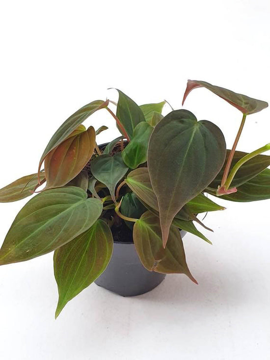 Philodendron Micans Plant or Heart-Leaf Philodendron and Sweetheart Plant with Green coloured leaves