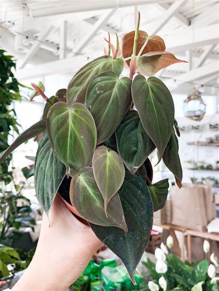 Philodendron Micans 