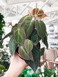Philodendron Micans 