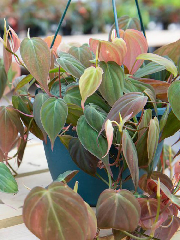 Philodendron Micans 