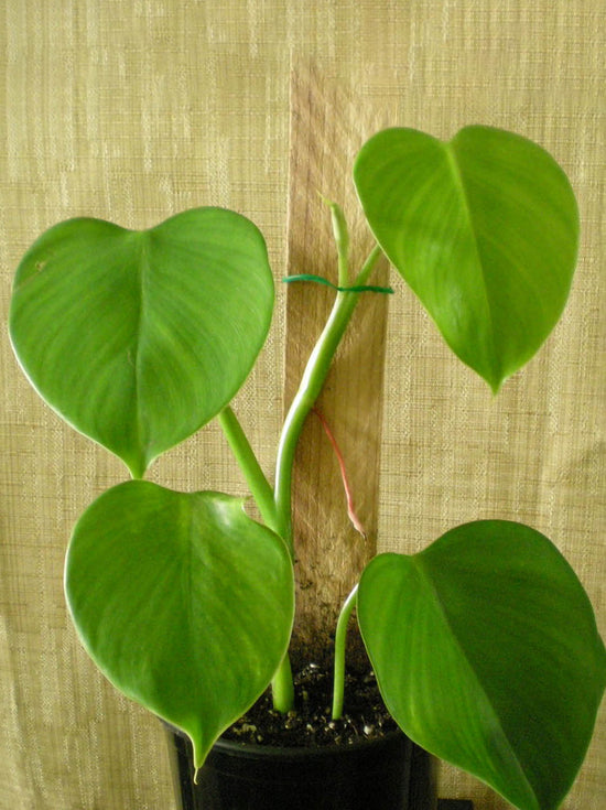 Philodendron Microstictum Plant or Elephant Ears Philodendron with Dark Green coloured leaves