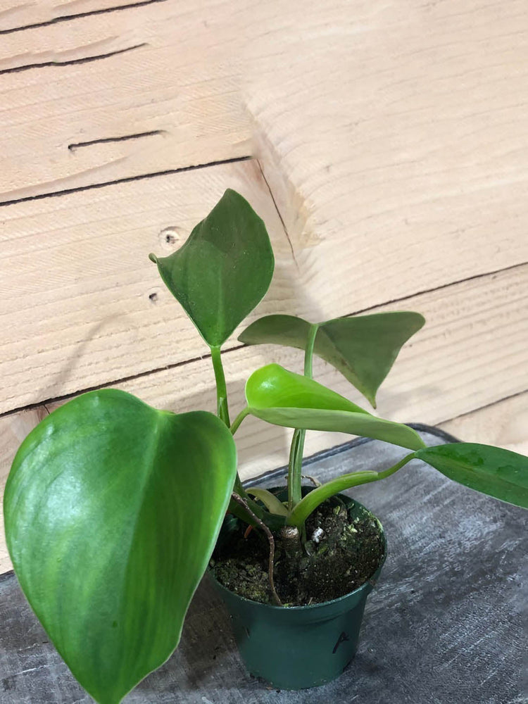 Philodendron Microstictum 