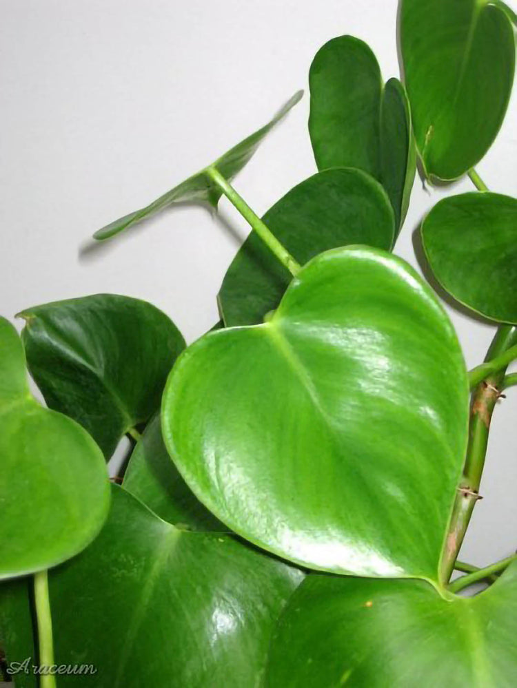 Philodendron Microstictum 