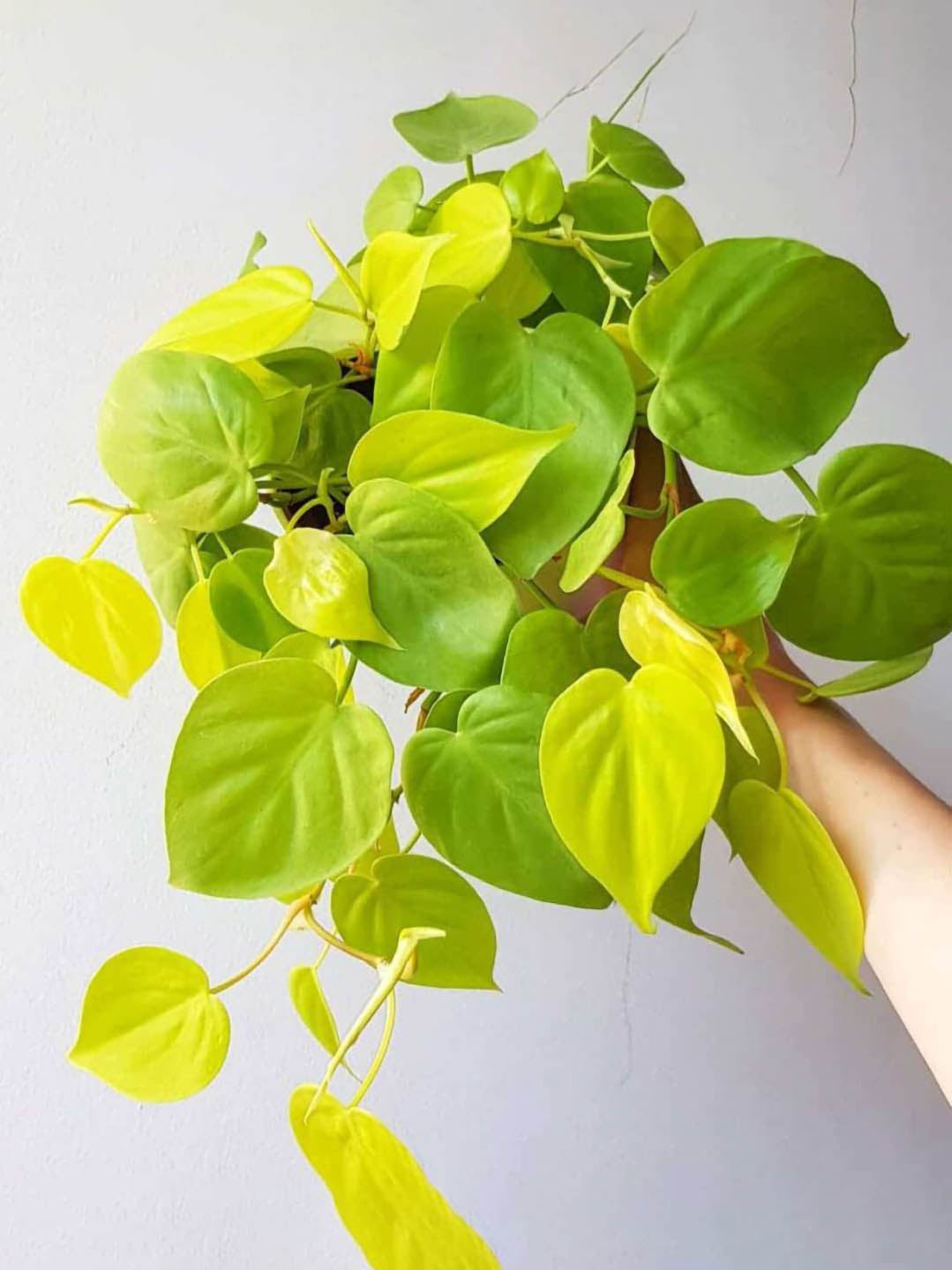 Philodendron Neon Velvet Plant or Lemon Lime Philodendron with Lime Green coloured leaves