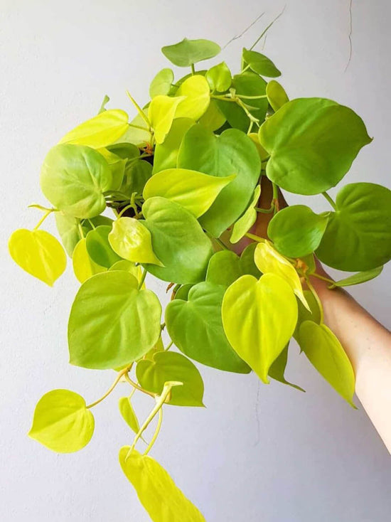 Philodendron Neon Velvet Plant or Lemon Lime Philodendron with Lime Green coloured leaves