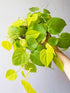 Philodendron Neon Velvet Plant or Lemon Lime Philodendron with Lime Green coloured leaves