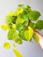 Philodendron Neon Velvet Plant or Lemon Lime Philodendron with Lime Green coloured leaves
