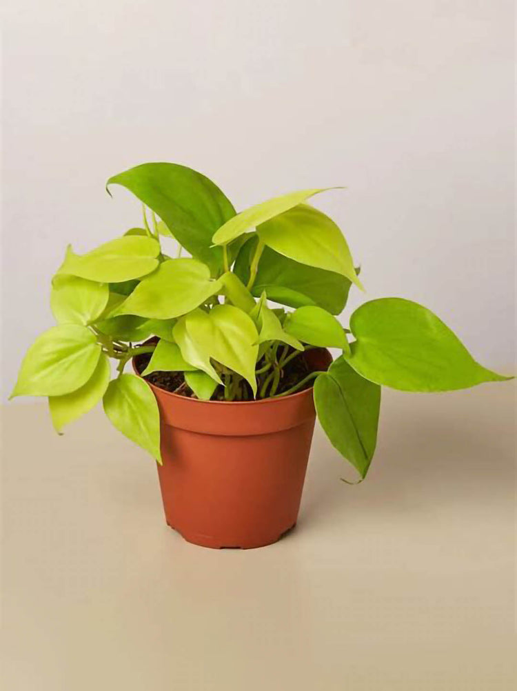 Philodendron Neon Velvet 