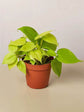 Philodendron Neon Velvet 