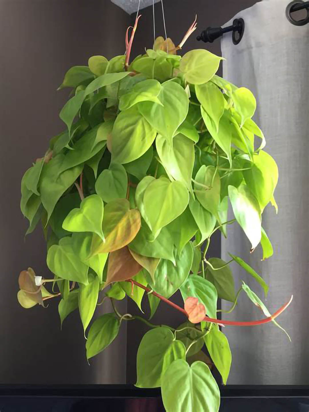 Philodendron Neon Velvet 