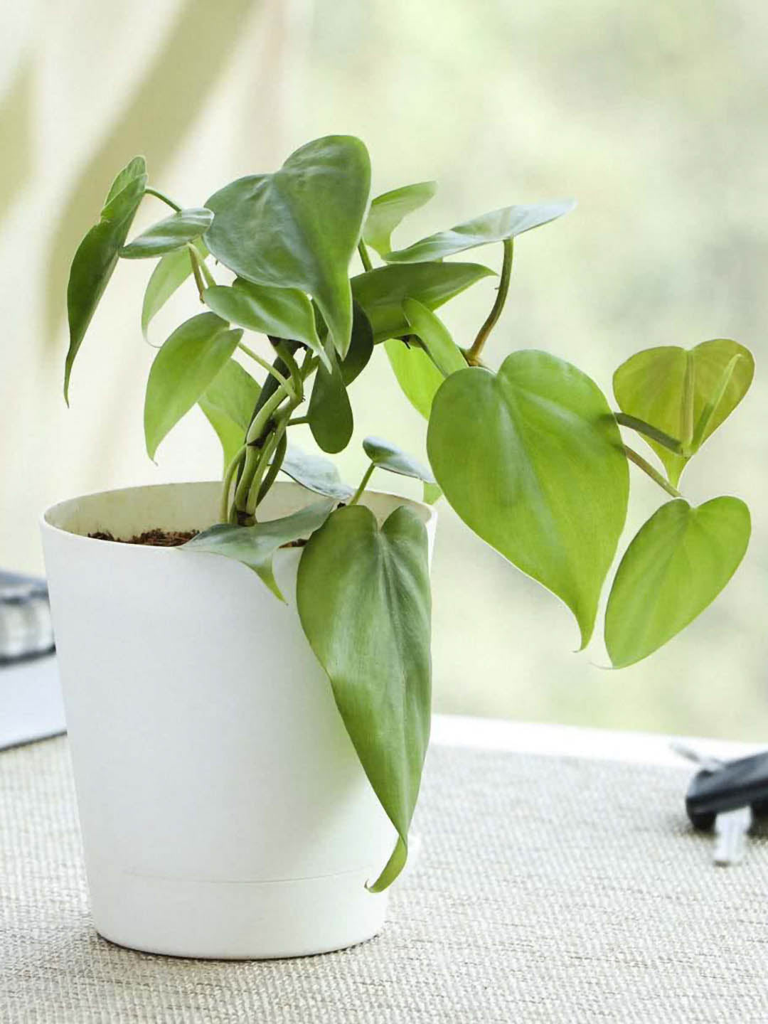 Philodendron Oxycardium Golden Plant or Heartleaf or Sweetheart Philodendron with Lime Green coloured leaves