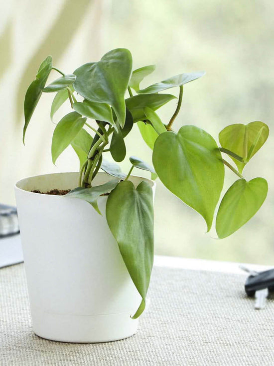 Philodendron Oxycardium Golden Plant or Heartleaf or Sweetheart Philodendron with Lime Green coloured leaves