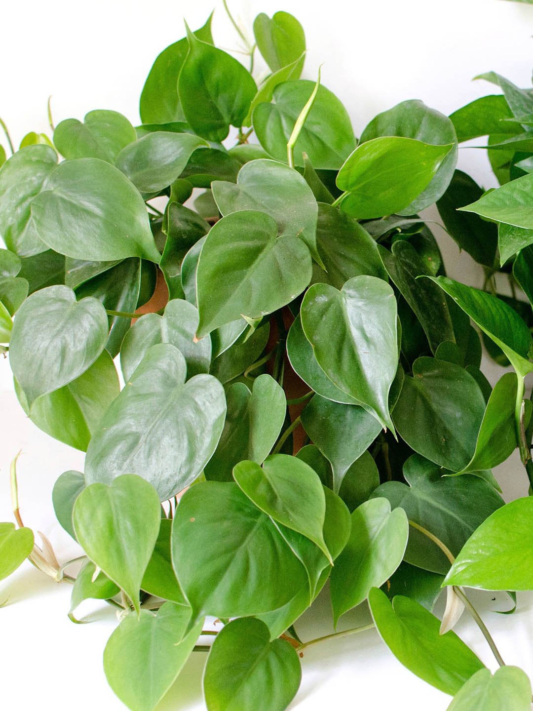 philodendron golden heart Philodendron Oxycardium Golden Plant – Potclay