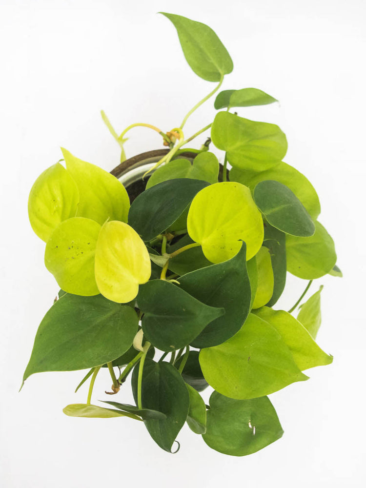 Philodendron Oxycardium Golden