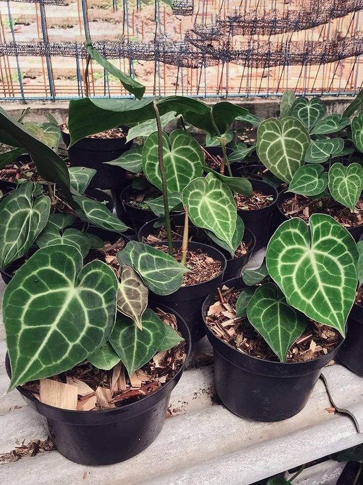 Anthurium Clarinervium Plant or Anthurium with White Veins on Green coloured leaves and Green coloured flower 