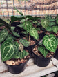 Anthurium Clarinervium Plant or Anthurium with White Veins on Green coloured leaves and Green coloured flower 