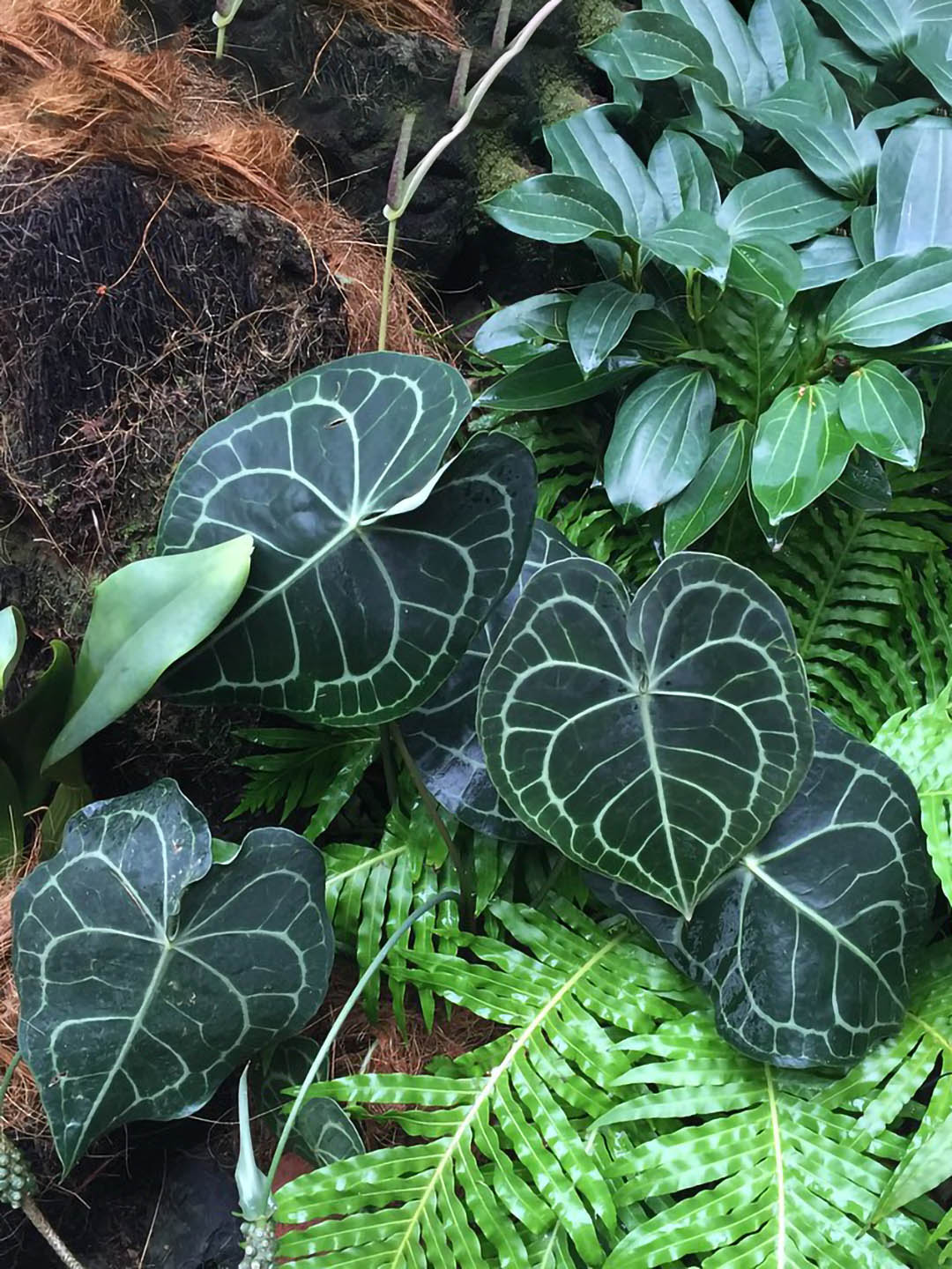 Anthurium Clarinervium