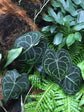 Anthurium Clarinervium