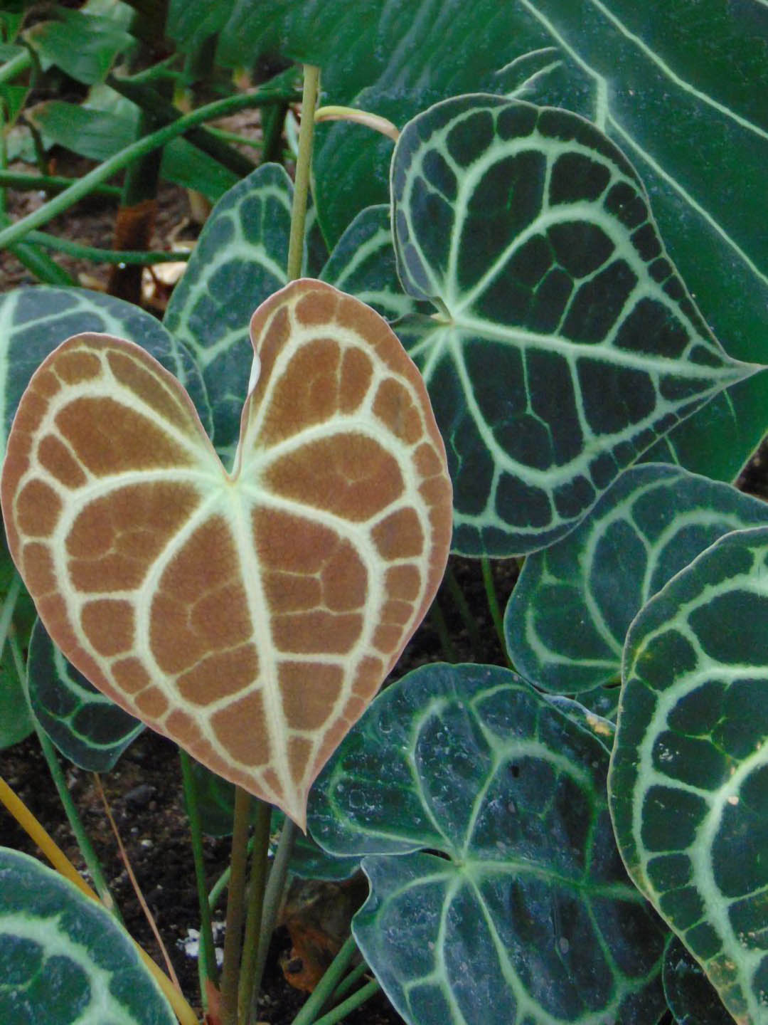 Anthurium Clarinervium