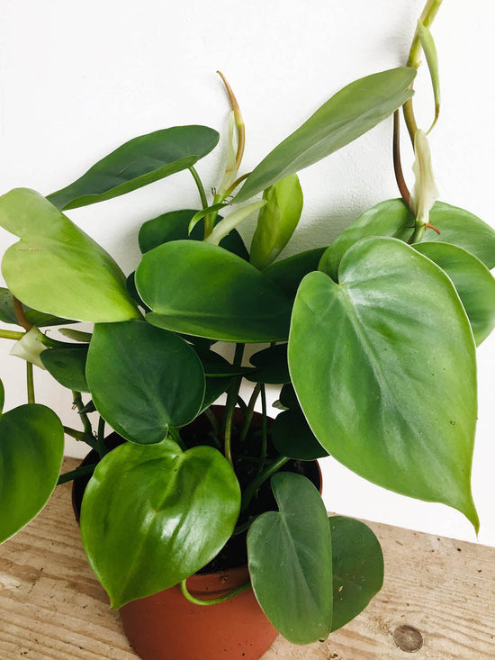 Philodendron Scandens Plant or Heartleaf or Sweetheart Philodendron with Green coloured leaves