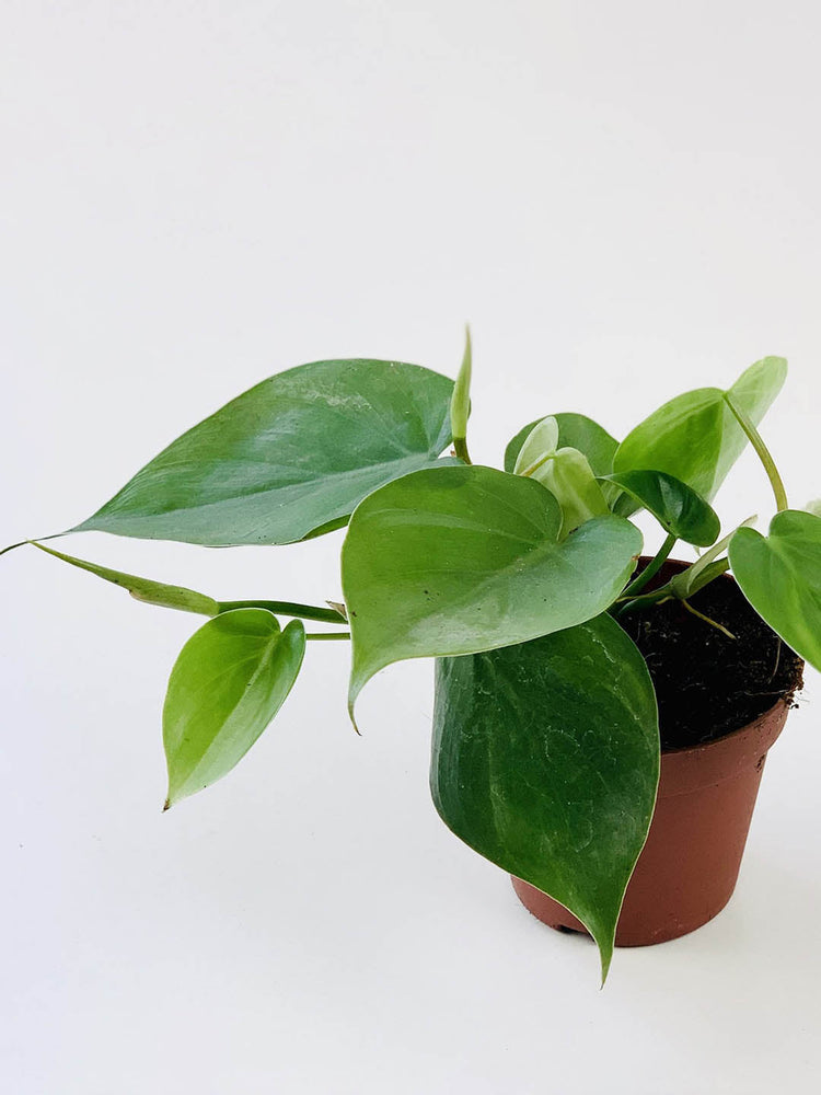 Philodendron Scandens