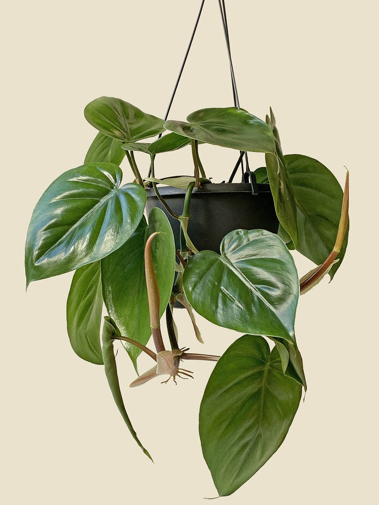Philodendron Scandens
