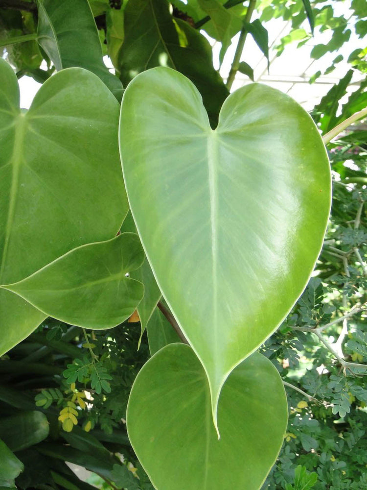 Philodendron Scandens