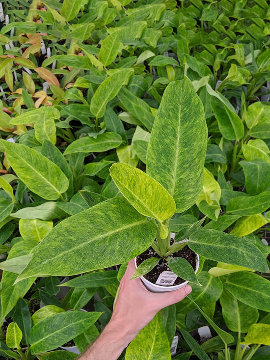 Philodendron Calkins Gold Plant or Painted Lady Philodendron with Green, Yellow coloured leaves