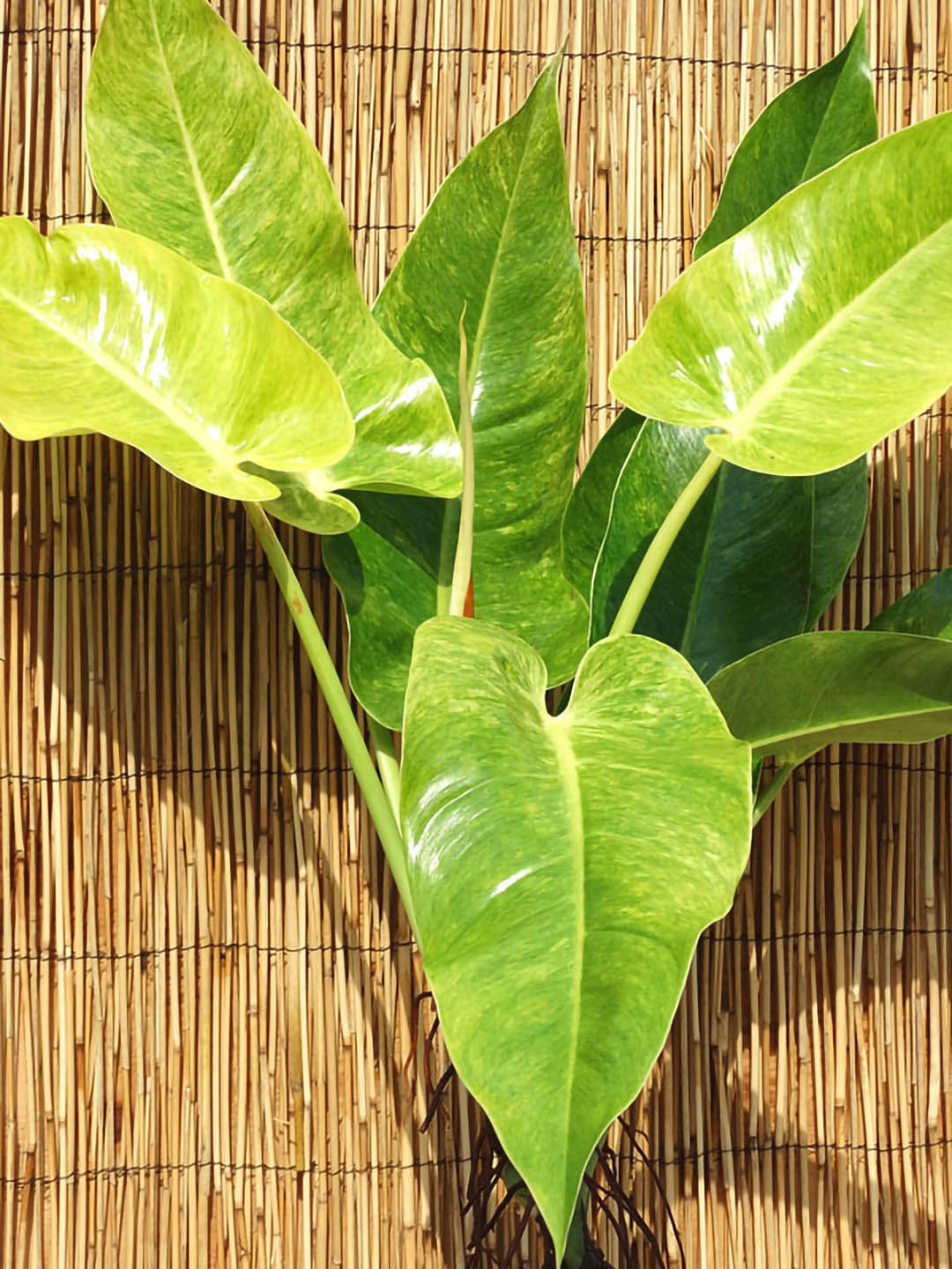 philodendron calkins gold for sale Calkin's Gold Philodendron Plant – Potclay