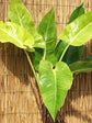 Philodendron Calkins Gold