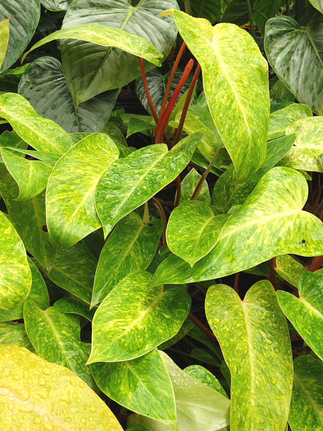 philodendron calkins gold for sale Calkin's Gold Philodendron Plant – Potclay
