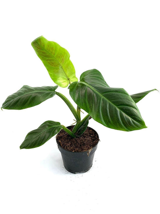 Philodendron Subhastatum Plant or Philodendron Subhastatum with Green coloured leaves