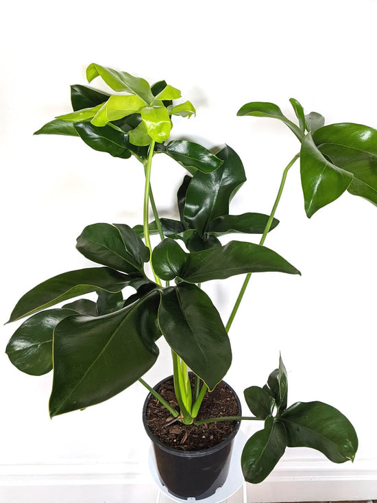 Philodendron Goeldii Plant or Finger Leaf with Green coloured leaves