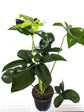 Philodendron Goeldii Plant or Finger Leaf with Green coloured leaves