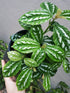Pilea Cadierei Plant or Aluminum Plant with Green, Silver/Grey coloured leaves and White coloured flower 