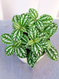 Pilea Cadierei