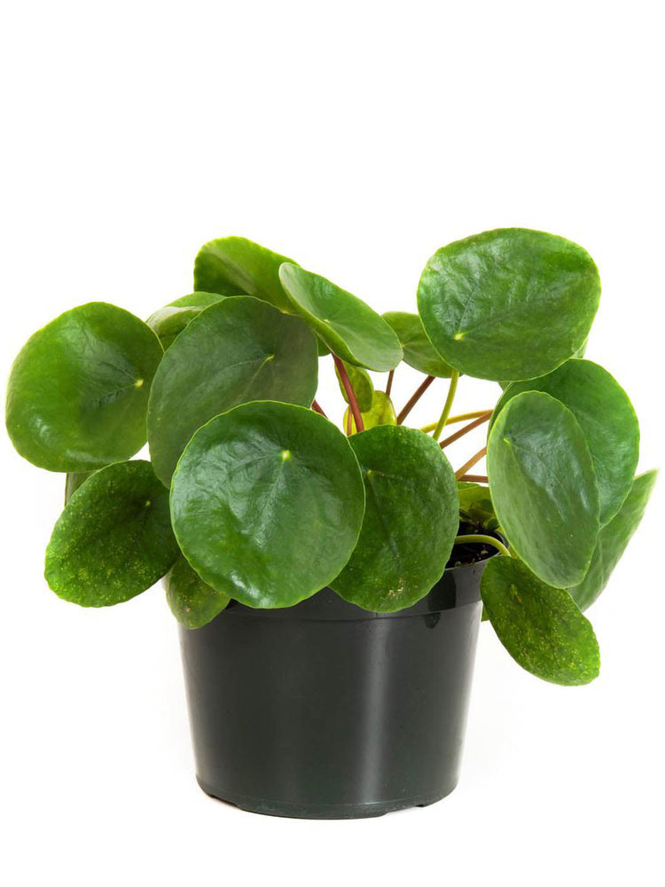 Pilea Peperomioides Plant or Chinese Money Plant with Green coloured leaves