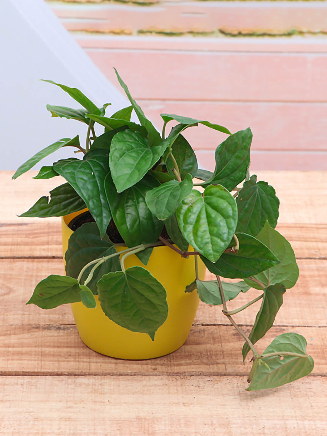 Piper Betel Plant or Betel Leaf Plant, Maghai Paan with Green coloured leaves