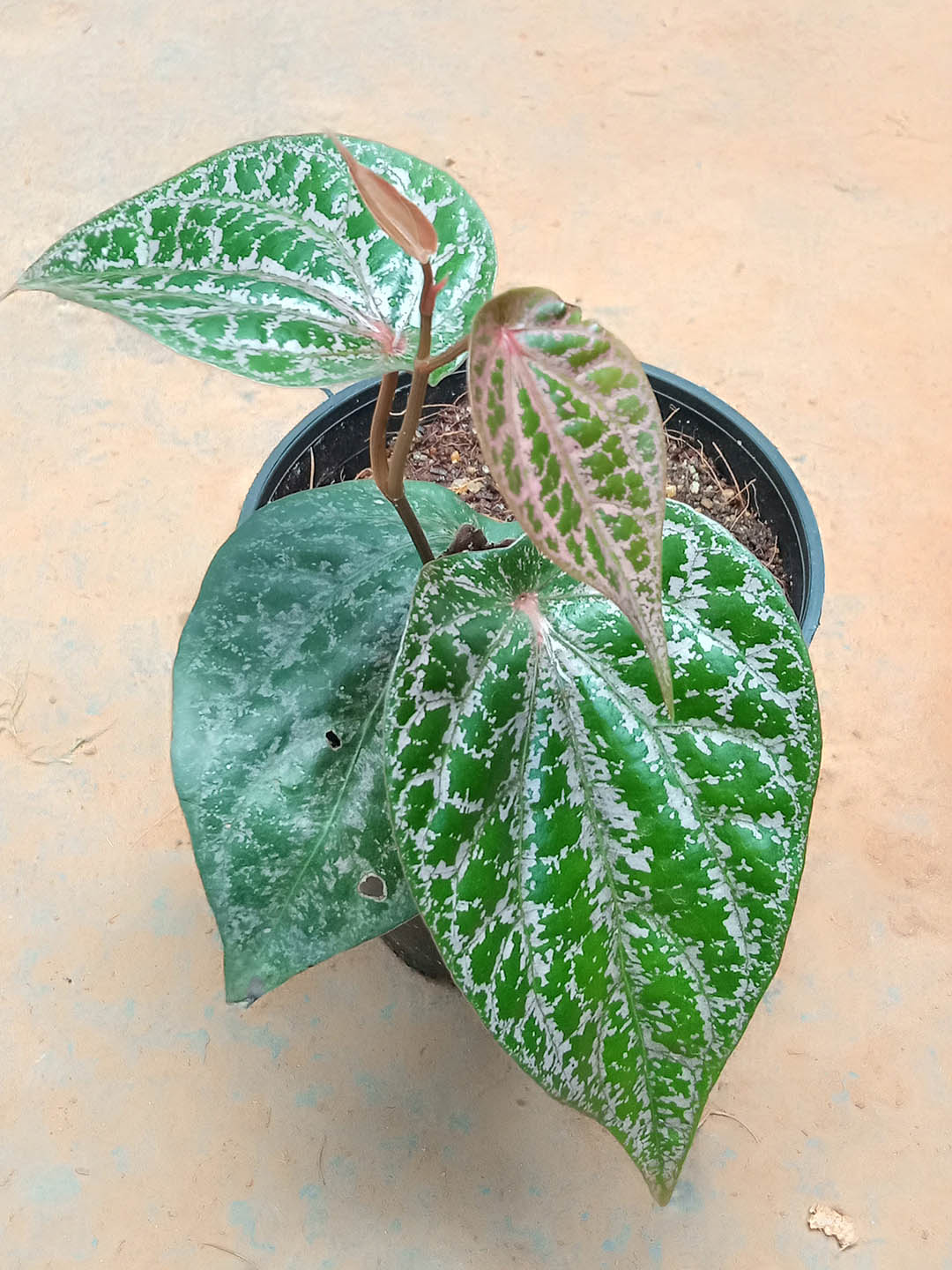 Piper Crocatum Plant or Red Betel Leaf Plant with Red Vein on Green coloured leaves