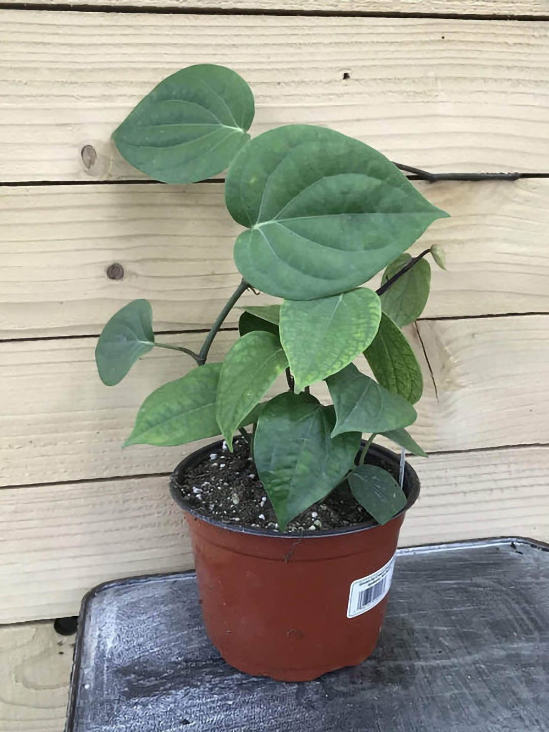 Piper Nigrum Plant or Black Pepper with Green coloured leaves
