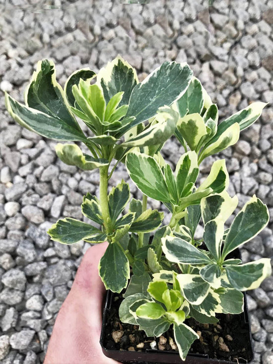 Pittosporum Tobira Variegatum Plant or Japanese Cheesewood, Mock Orange with White Edges on Green coloured leaves and White coloured flower 