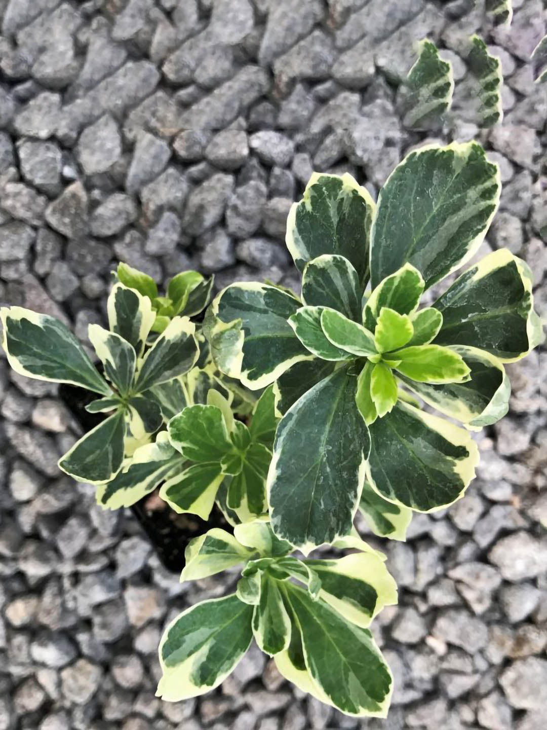 Pittosporum Tobira Variegatum