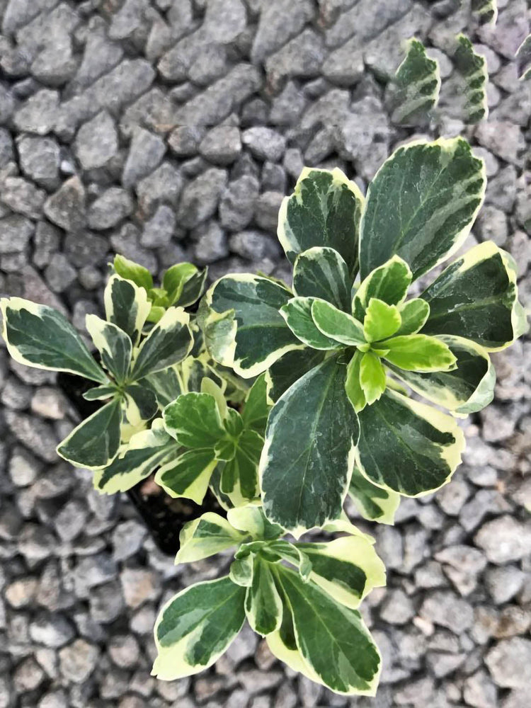 Pittosporum Tobira Variegatum