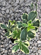 Pittosporum Tobira Variegatum