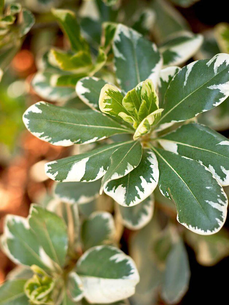 Pittosporum Tobira Variegatum