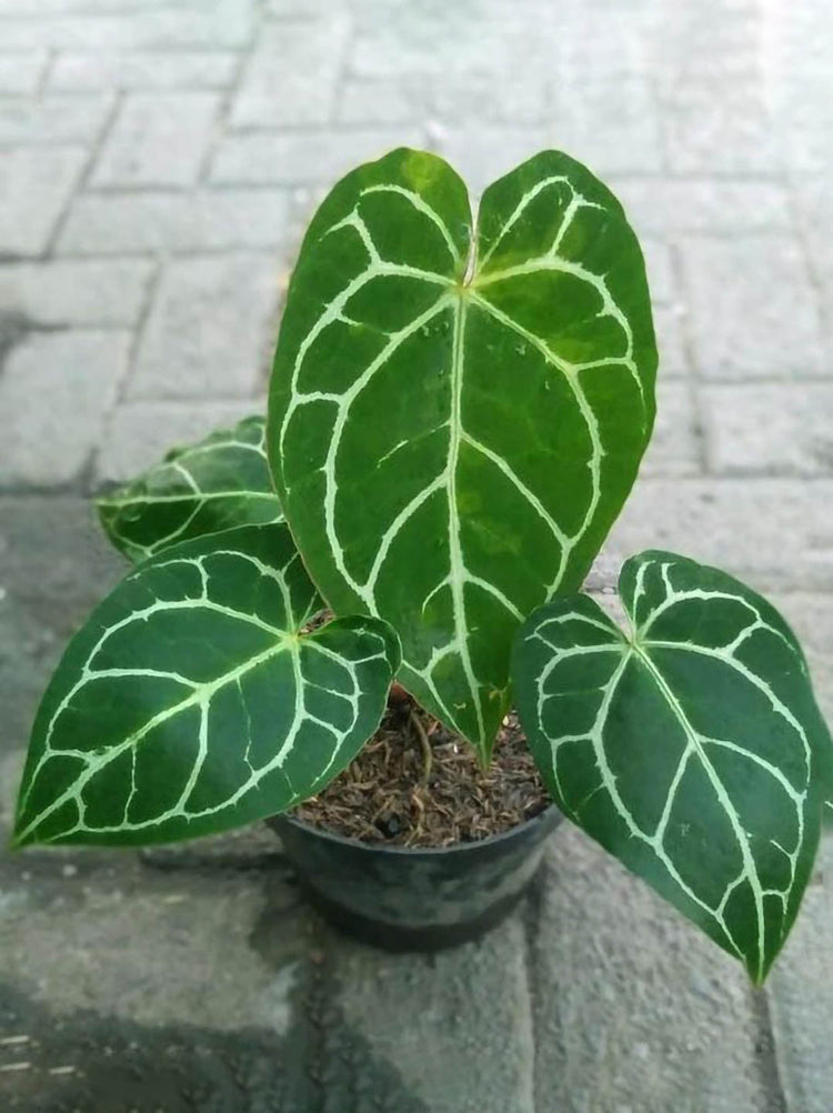 Anthurium Crystallinum Plant or Crystal Anthurium or Crystal Laceleaf with Deep green with striking white veins coloured leaves and Green coloured flower 