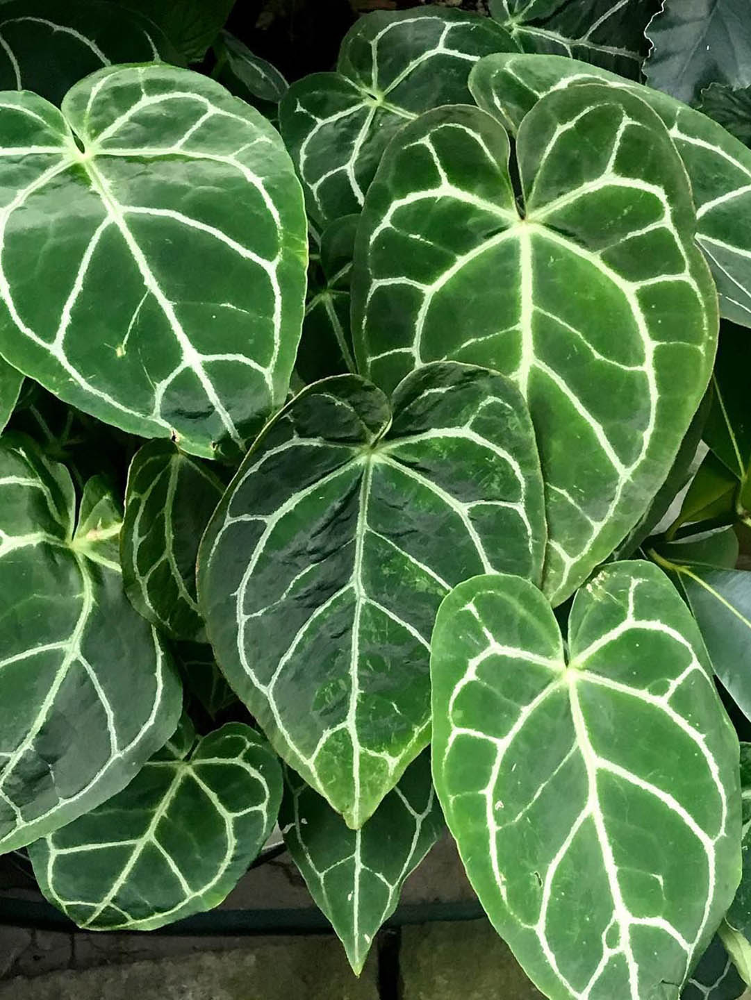 Anthurium Crystallinum