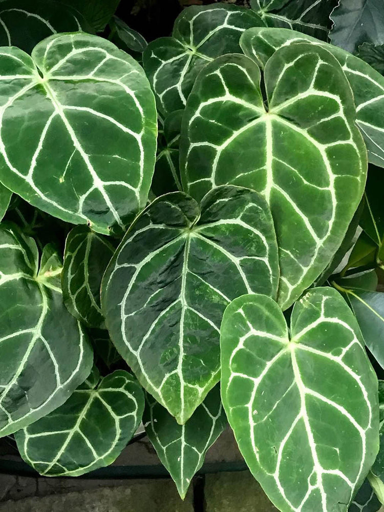 Anthurium